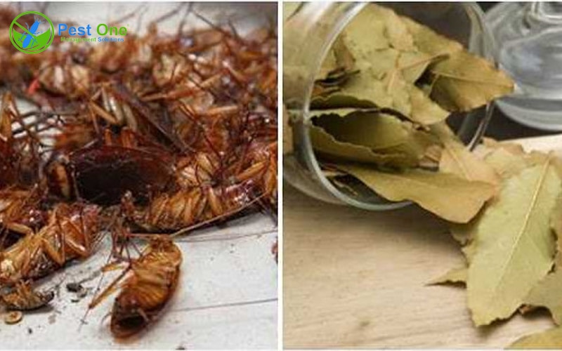 12 Cách Diệt Gián Trong Phòng Trọ An Toàn, Hiệu Quả Cho Sinh Viên