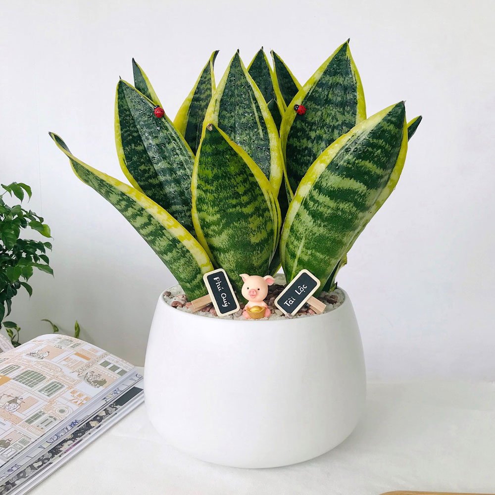 Trồng Cây Lưỡi Hổ Trước Nhà: Nên Hay Không?