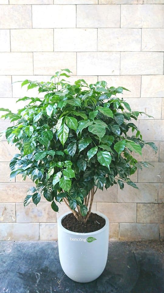 Cây Hạnh Phúc: Ý Nghĩa Phong Thủy, Cách Trồng và Chăm Sóc