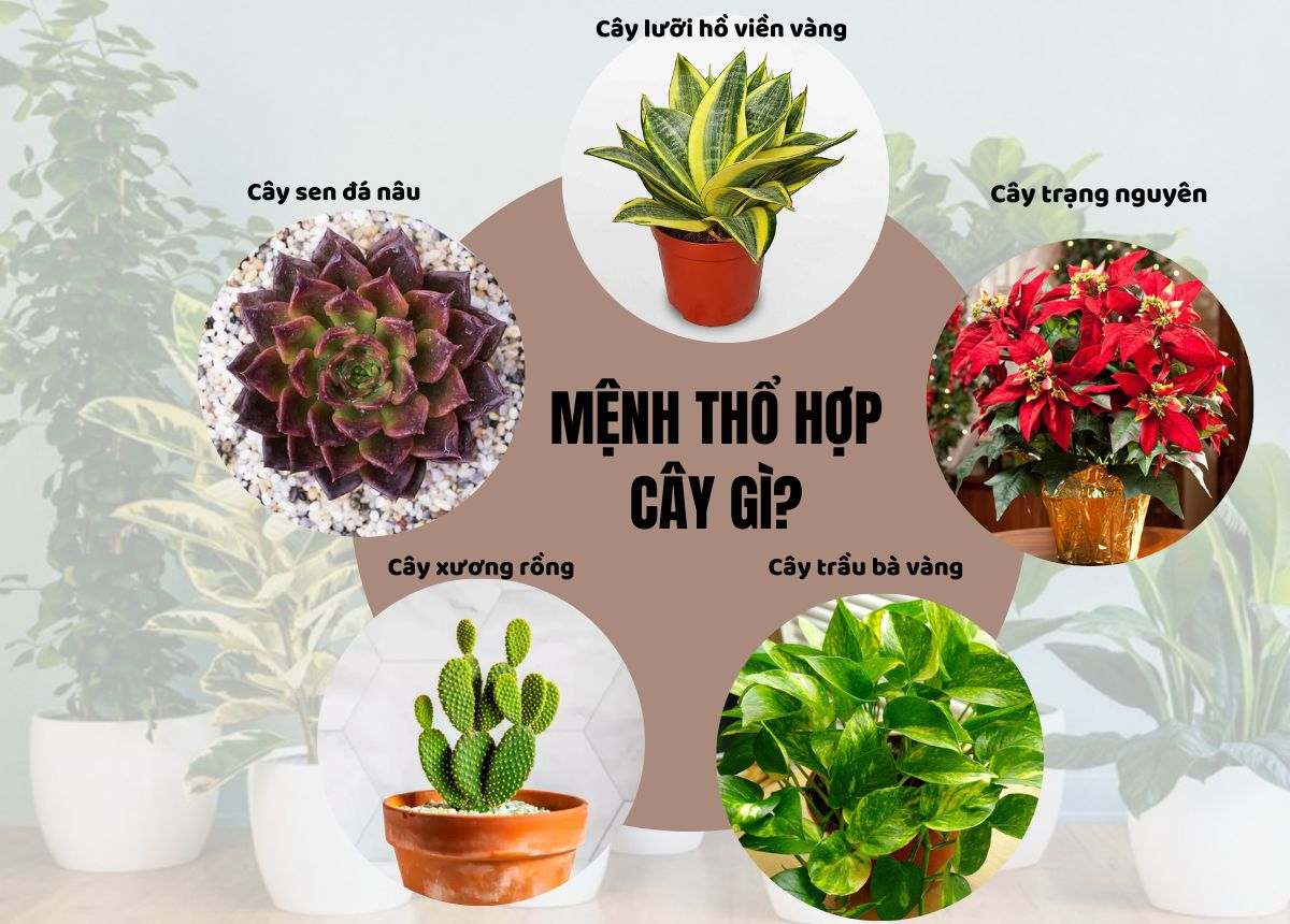 Mệnh Thổ Hợp Cây Gì? Top 12+ Cây Phong Thủy Rước Tài Lộc, May Mắn Cho Gia Chủ