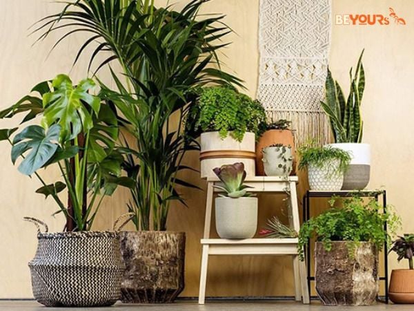 Bí Quyết Trang Trí Cây Trong Nhà Đón Tết: Đẹp, Hợp Phong Thủy, Rước Tài Lộc