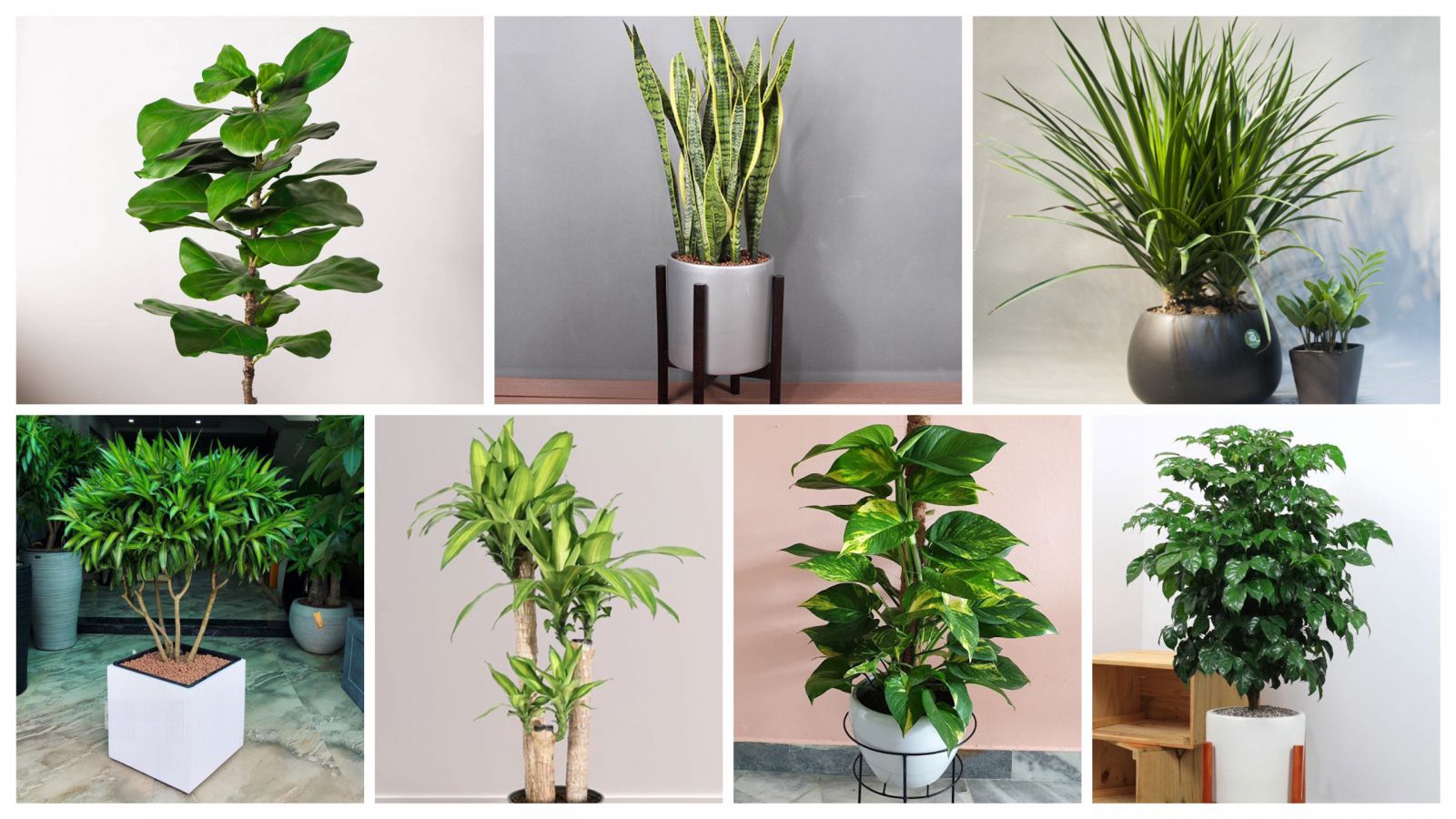 Biến Phòng Khách Thành Thiên Đường Nhiệt Đới Với Cây Xanh