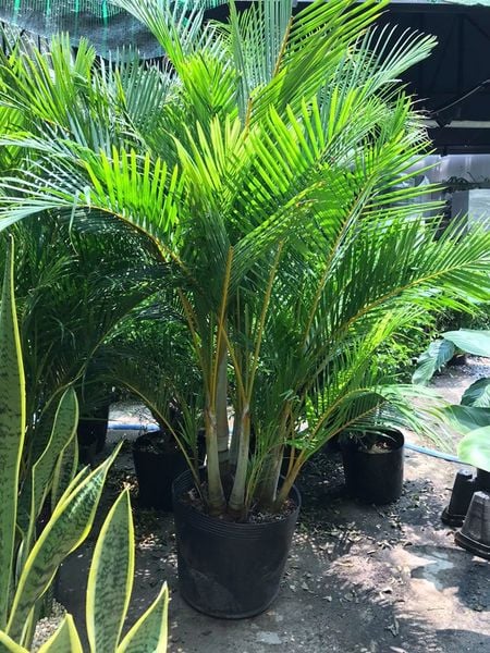 10 cây cảnh dễ trồng trong nhà giúp bạn thư giãn và giảm stress