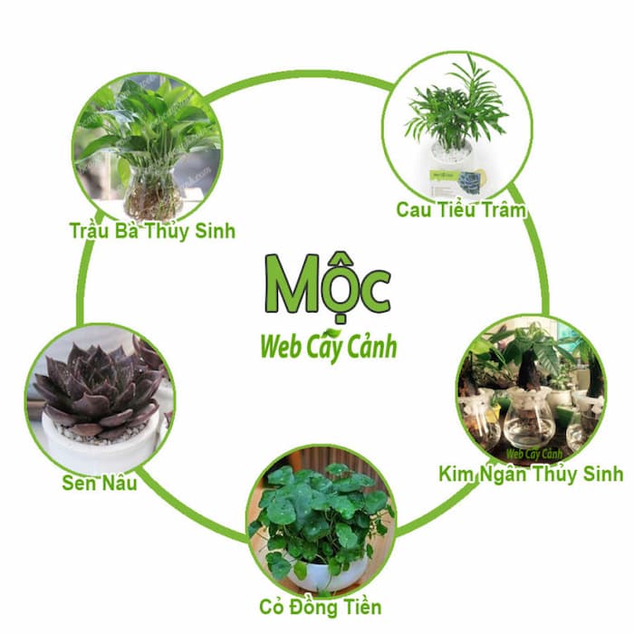 Tuyệt Chiêu Chọn Cây Phong Thủy Cho Người Mệnh Mộc: Rước Tài Lộc, Vạn Sự Như Ý