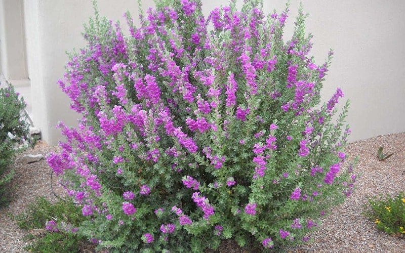 Bí quyết chọn cây trồng ban công: Xanh mát, dễ chăm, hợp phong thủy