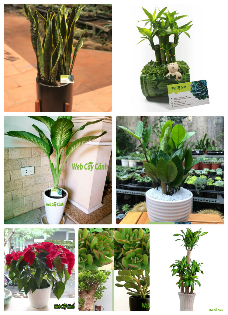 Top 20 Cây Trồng Trong Nhà Không Cần Ánh Sáng: Hút Tài Lộc, Dễ Chăm Sóc