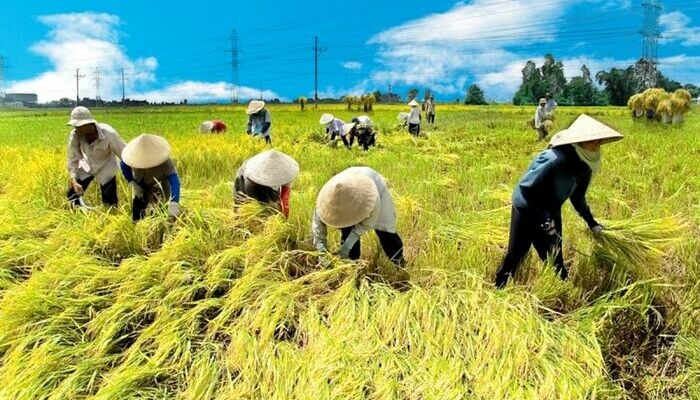 Tặng Cho Đất Nông Nghiệp Chưa Có Sổ Đỏ: Giải Đáp Từ Luật Sư