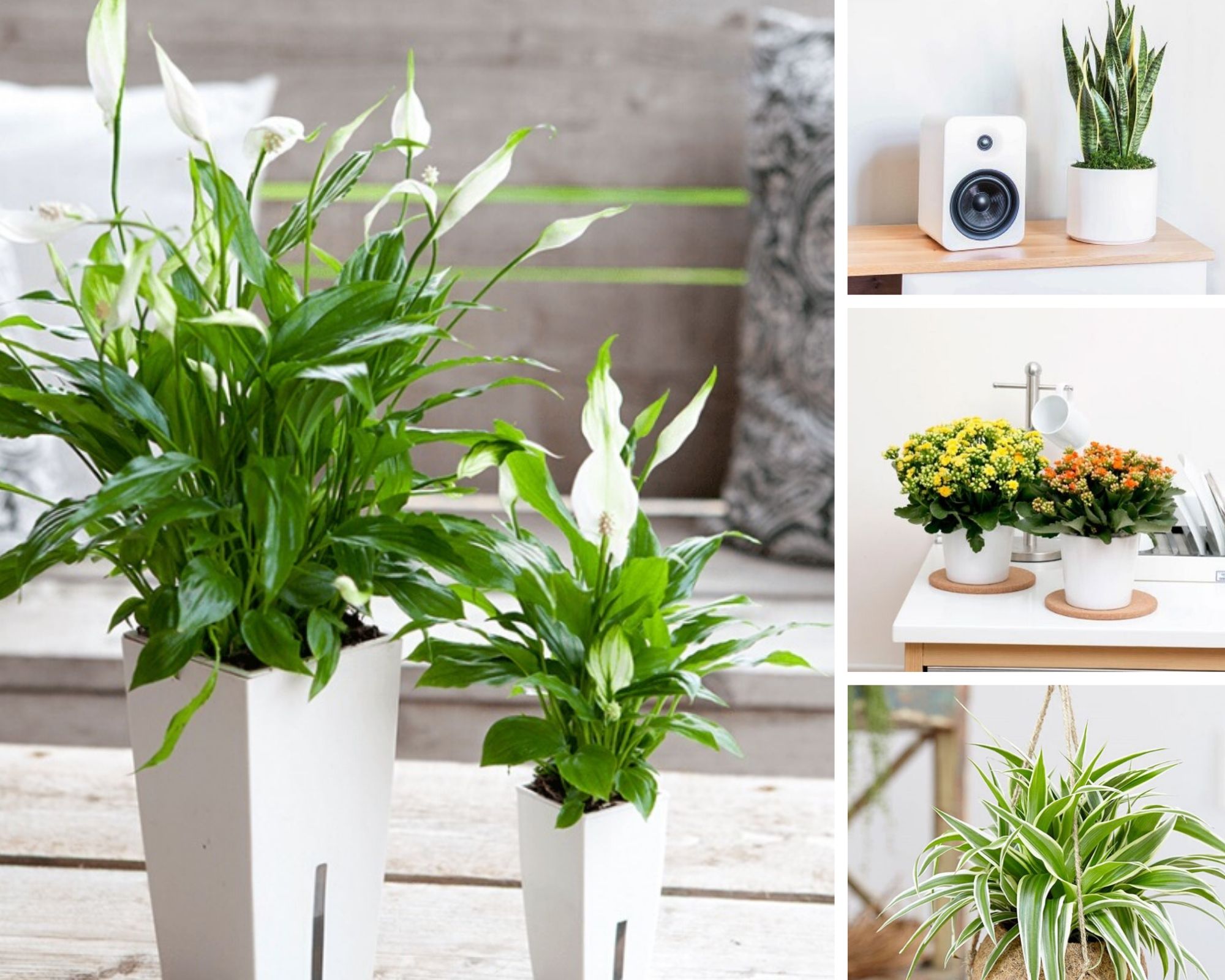 Top 10 Cây Trồng Trong Nhà Hot Nhất 2024: Thanh Lọc Không Khí, Dễ Chăm Sóc