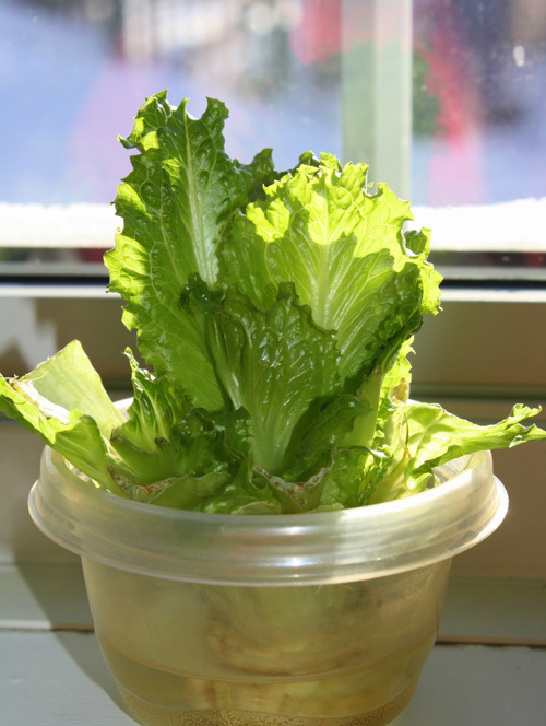 Biến Phế Phẩm Thành Rau Sạch: Hướng Dẫn Trồng Rau Tại Nhà Từ Gốc