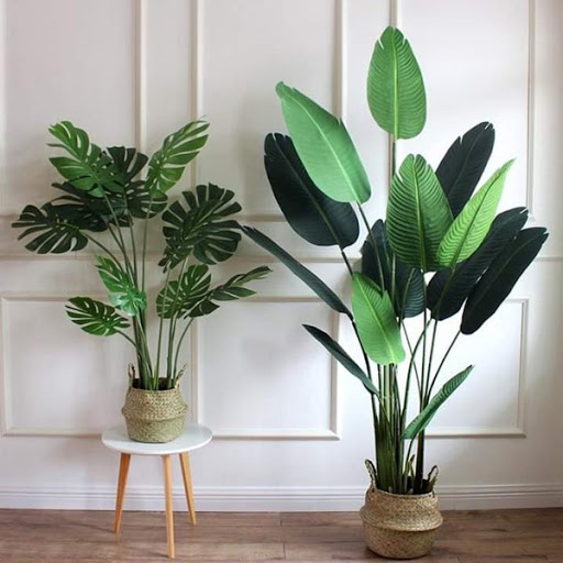 Tầm Quan Trọng Của Cây Xanh Trong Trang Trí Nhà Cửa