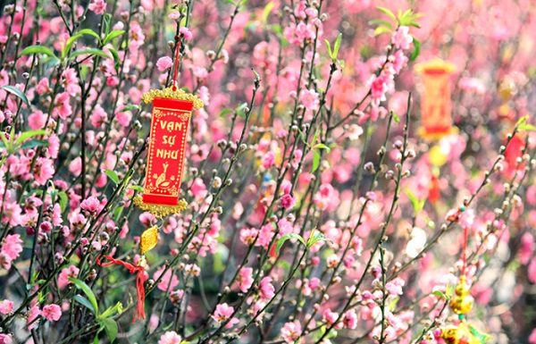 12 Cây Cảnh Ngày Tết Mang Tài Lộc, May Mắn Cho Gia Chủ