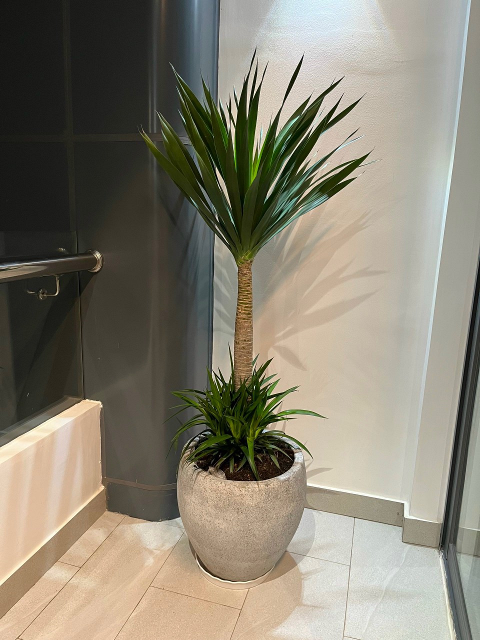 Cây cảnh trong nhà: Bí quyết chọn và chăm sóc cho từng không gian