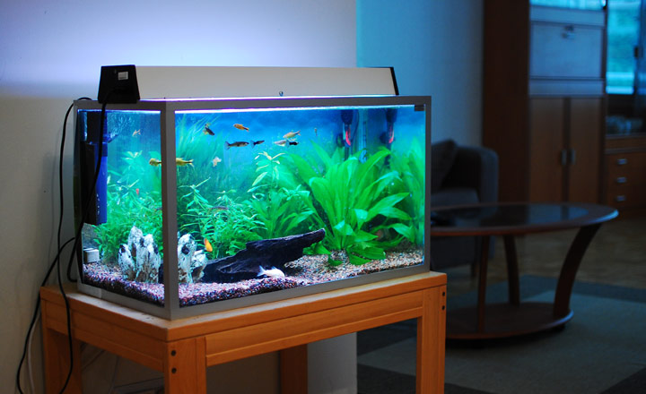 Đặt Bể Cá Phong Thủy Đúng Cách: Nên và Không Nên Đặt Ở Đâu?