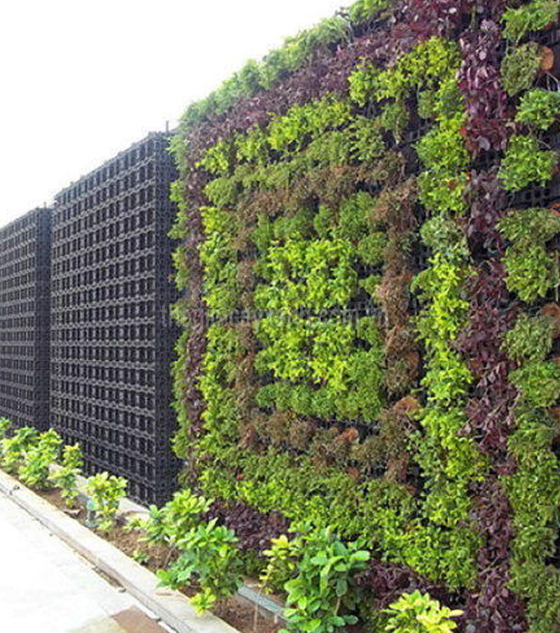 Vườn thẳng đứng: Giải pháp xanh cho không gian sống hiện đại