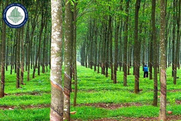 Thủ tục chuyển đổi đất trồng cây lâu năm sang đất ở nông thôn: Giải đáp chi tiết