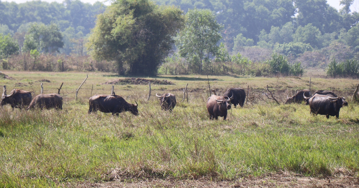Dự án Thảo Cầm Viên Safari Củ Chi: Sai phạm đền bù, thiệt hại trăm tỷ