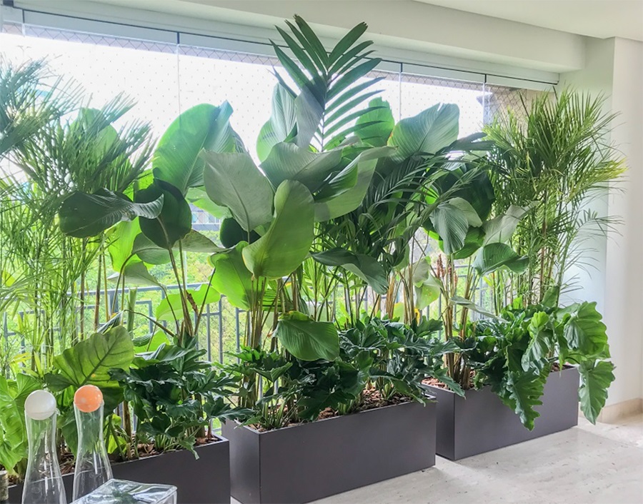 Tạo Không Gian Xanh Mát Trong Nhà: Hướng Dẫn Chi Tiết Từ Chuyên Gia