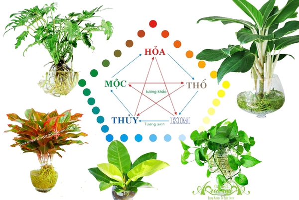 Chọn Hoa Theo Mệnh Ngũ Hành: Rước May Mắn, Tài Lộc Vào Nhà Dịp Tết